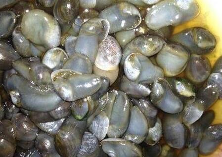 海鮮團(tuán)購的哪些海鮮可以生吃