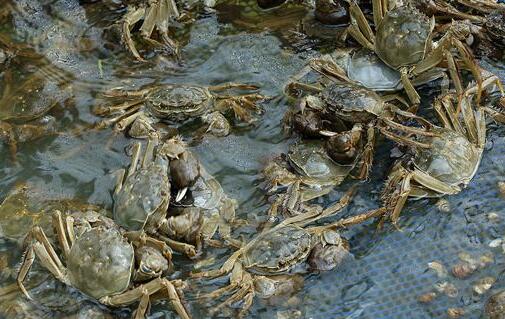 大閘蟹應(yīng)在怎樣保存呢